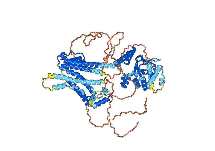 Anti-Human HCN3 Antibody (SAA0501)