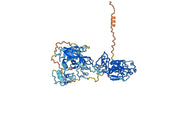 Anti-Human HGF Antibody (SAA0434)
