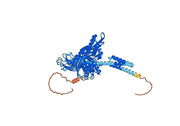 Anti-Human HSPA9/Mortalin/GRP75 Antibody (SAA0812)