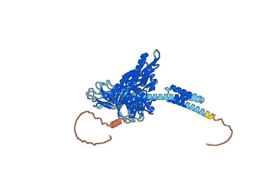 Anti-Human HSPA9/Mortalin/GRP75 Antibody (SAA0812)