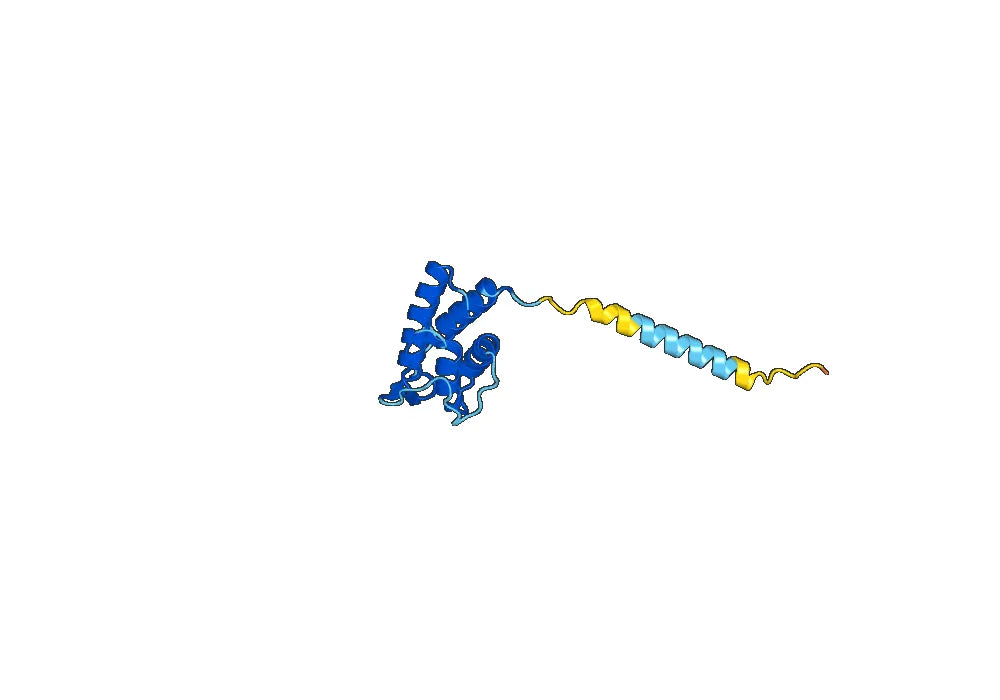 Anti-Human IL13 Antibody (SAA0382)