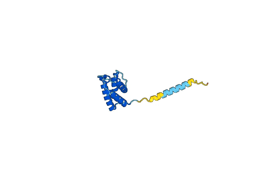 Anti-Human IL13 Antibody (SAA0383)