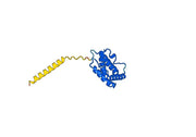 Anti-Human IL22 Antibody (SAA0391)
