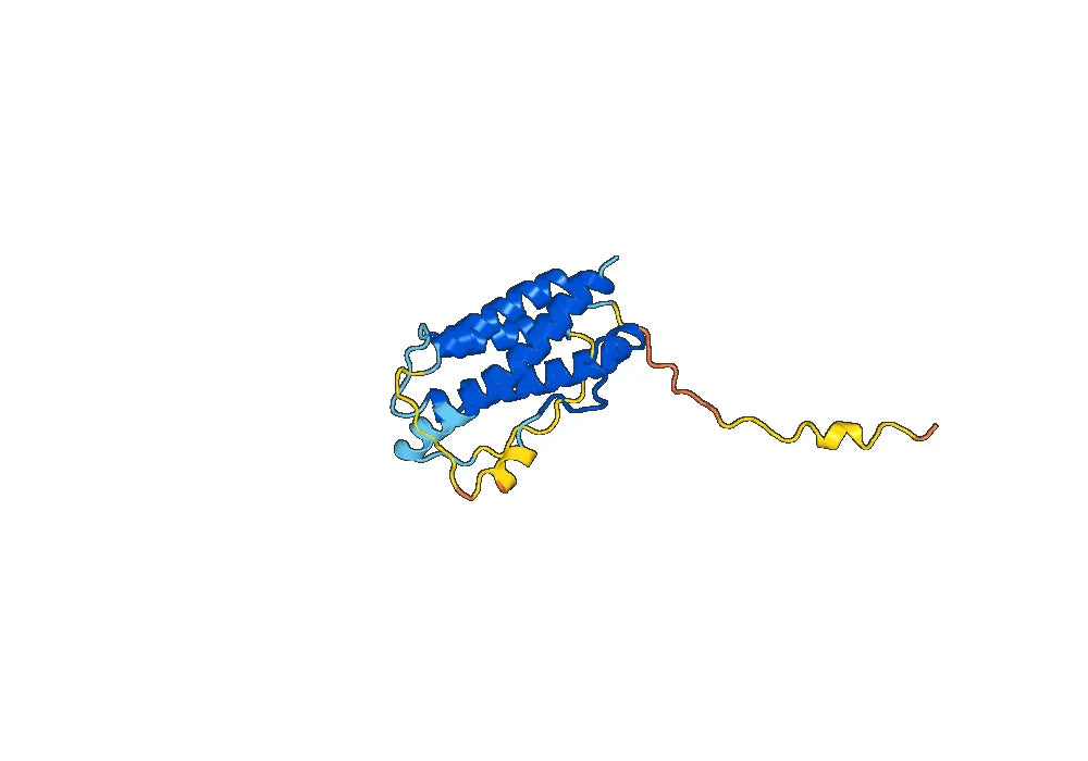 Anti-Human IL23A Antibody (SAA0312)