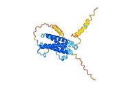 Anti-Human IL27 Antibody (SAA0393)