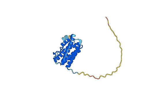 Anti-Human IL6 Antibody (SAA0375)