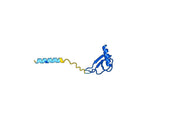 Anti-Human IL8/CXCL8 Antibody (SAA0376)