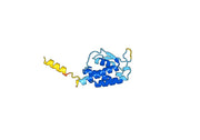 Anti-Human IL9 Antibody (SAA0377)