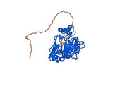 Anti-Human JMJD6 IP Antibody (SAA0203)