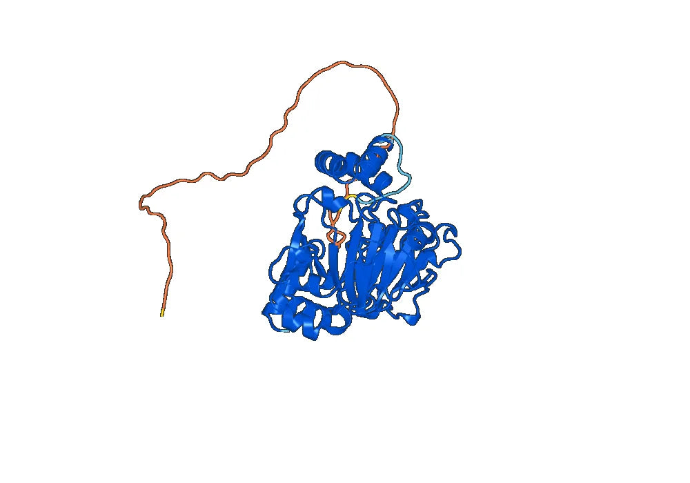 Anti-Human JMJD6 IP Antibody (SAA0203)