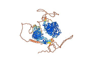 Anti-Human KDM2A IP Antibody (SAA0201)