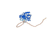 Anti-Human KLK5 Antibody (SAA0868)