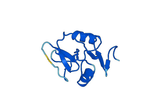 Anti-Human KLRG1/CLEC15A Polyclonal Antibody
