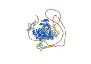 Anti-Human L3MBTL3 IP Antibody (SAA0209)