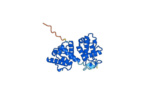 Anti-Human LCP1 Polyclonal Antibody