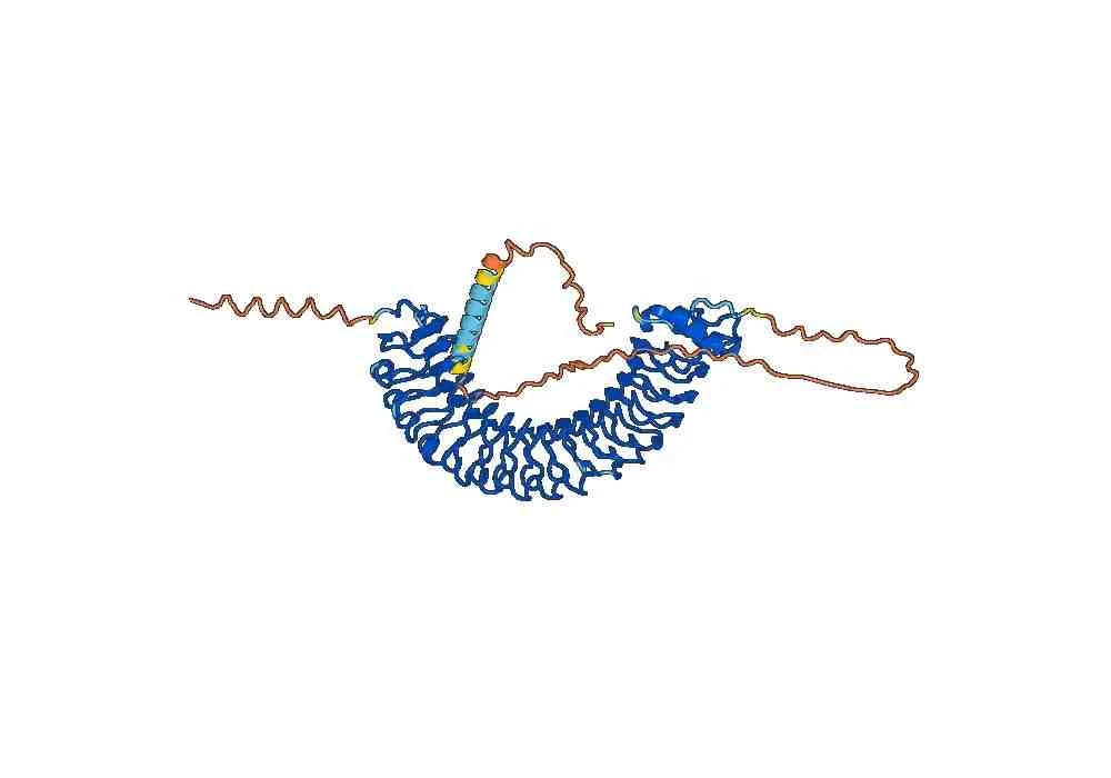 Anti-Human LRRC15/LIB Antibody (SAA0773)