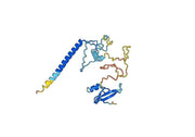 Anti-Human MBD2 Polyclonal Antibody