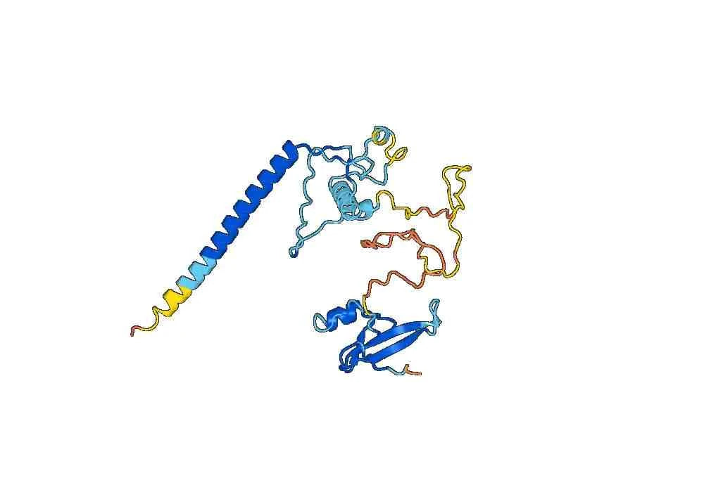 Anti-Human MBD2 Polyclonal Antibody
