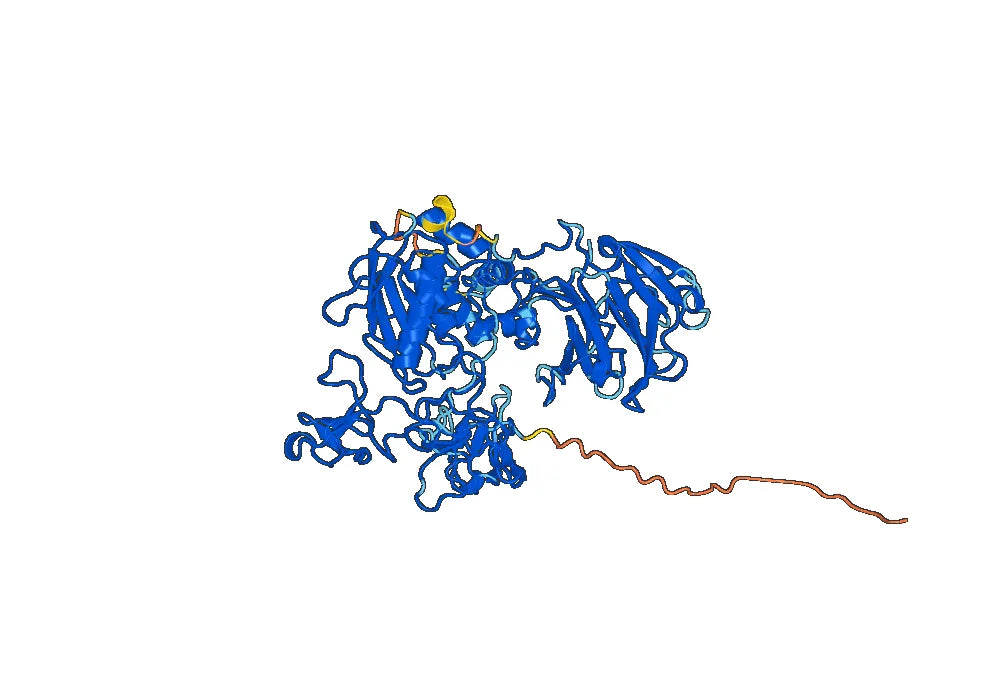 Anti-Human MMP2 Antibody (SAA1441)