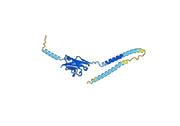 Anti-Human/Mouse/Rat MOG Antibody (8-18C5)