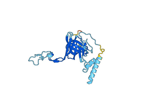 Anti-Human MRPL3 Polyclonal Antibody
