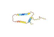 Anti-Human NPPB Antibody (SAA0281)