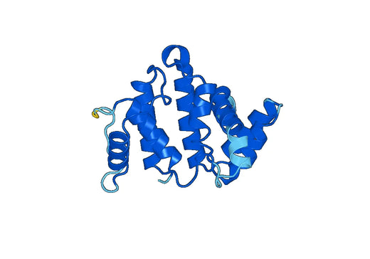 Anti-Human OPHN1 Polyclonal Antibody
