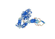Anti-Human CD41/ITGA2B & CD61/ITGB3 Antibody (PAC-1)