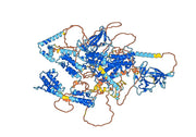 Anti-Human PBRM1 IP Antibody (SAA0215)