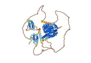 Anti-Human RECQL5 VHH (SAA1003)