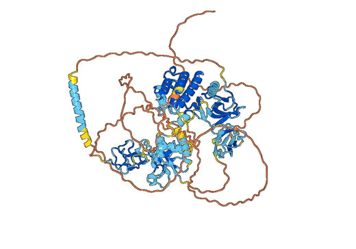 Anti-Human ROR1 Antibody (SAA0140)