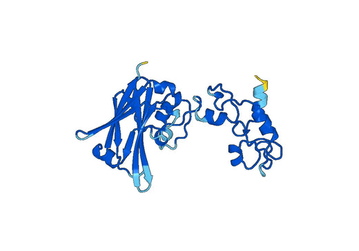 Anti-Human SIAH2 Polyclonal Antibody