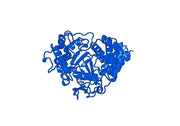 Anti-Human SMYD3 IP Antibody (SAA0230)