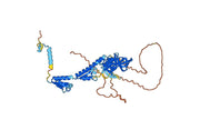 Anti-Human TDRKH IP Antibody (SAA0235)