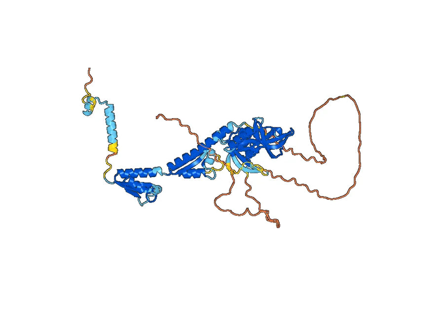 Anti-Human TDRKH IP Antibody (SAA0235)