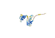 Anti-Human TGFB1/TGF-beta-1 Antibody (SAA0443)