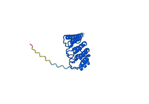 Anti-Human TMOD1 Polyclonal Antibody