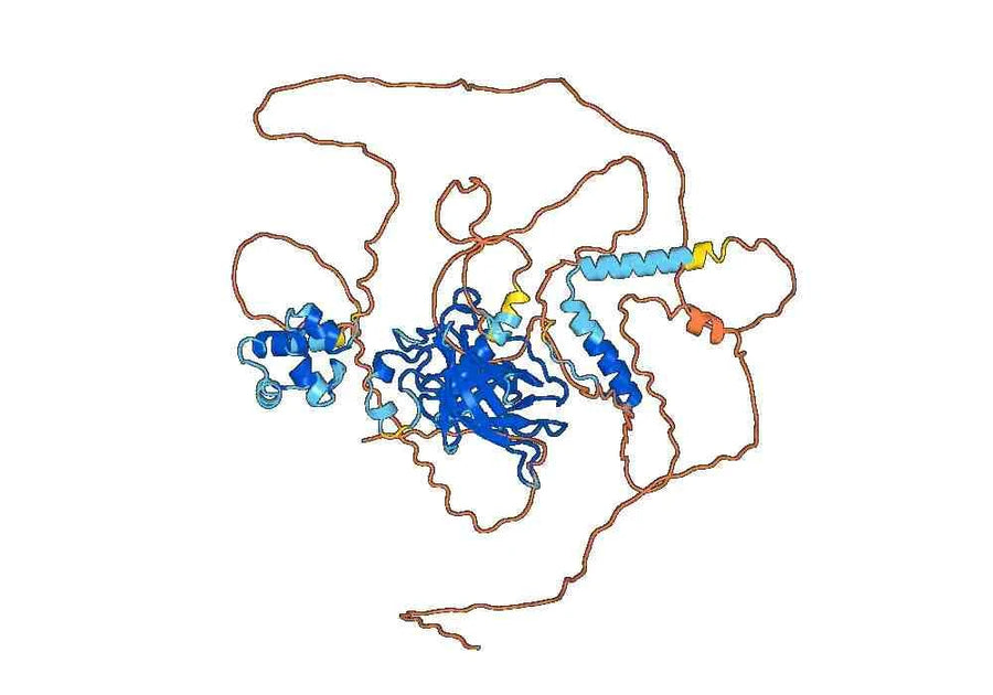 Anti-Human TP63/p40 Antibody (SAA0486)