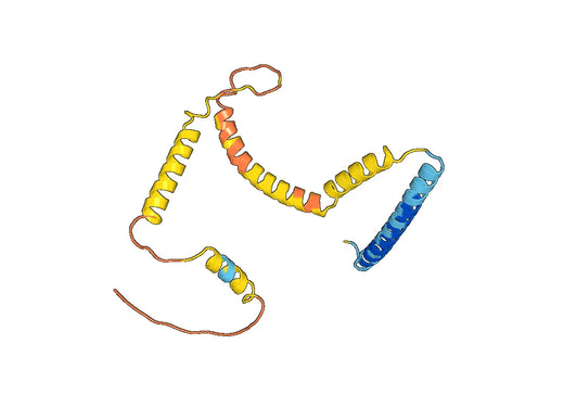 Anti-Human TPD52L1 Polyclonal Antibody