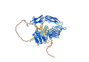 Anti-Human TrkB /NTRK2 Antibody (SAA0477)