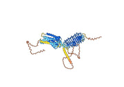 Anti-Human TSHR Antibody (SAA0401)
