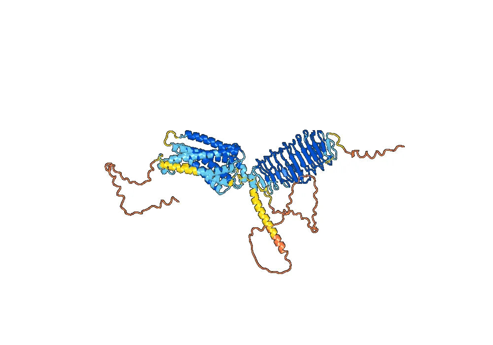 Anti-Human TSHR Antibody (SAA0401)