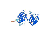 Anti-Human U2AF2 Polyclonal Antibody