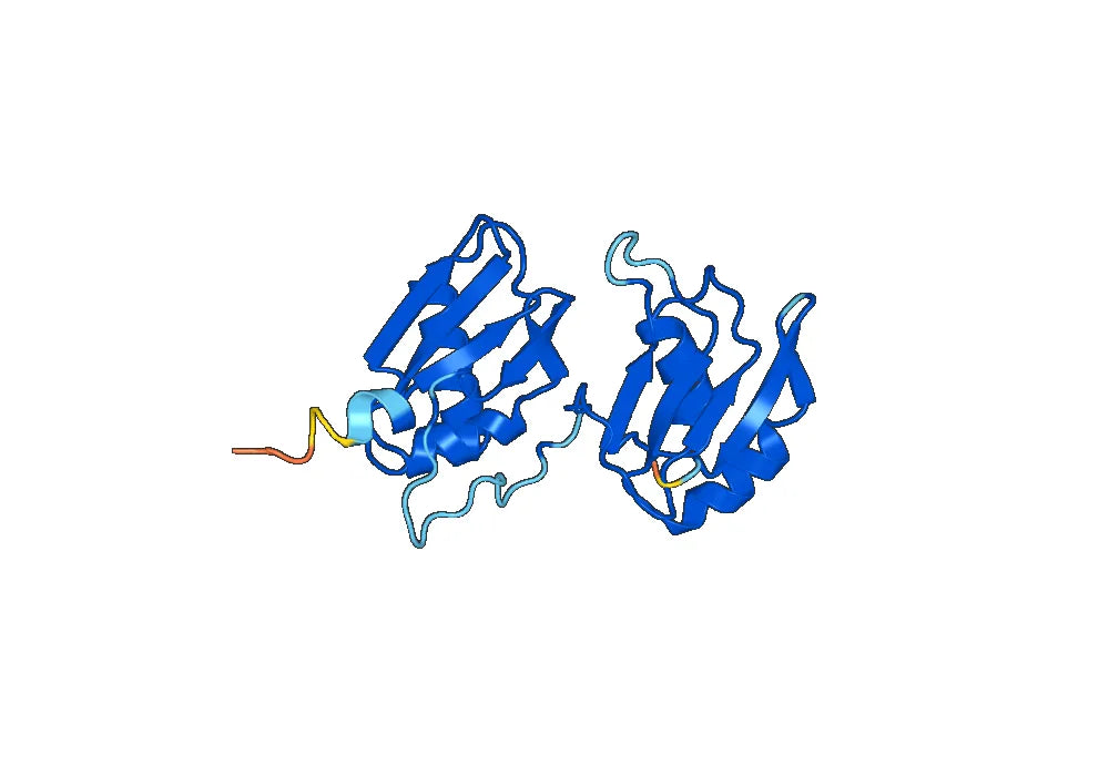 Anti-Human U2AF2 Polyclonal Antibody