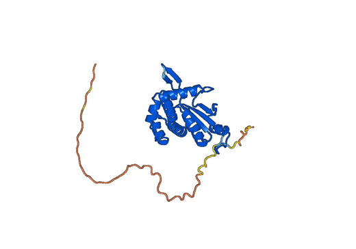 Anti-IFI30 Polyclonal antibody
