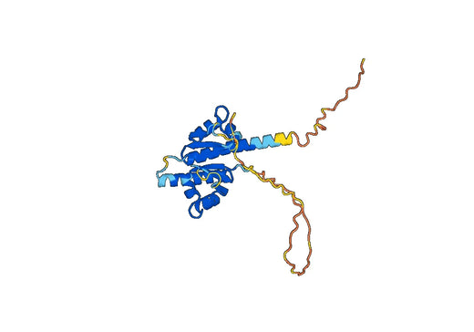 Anti-IGF2BP2 Polyclonal antibody