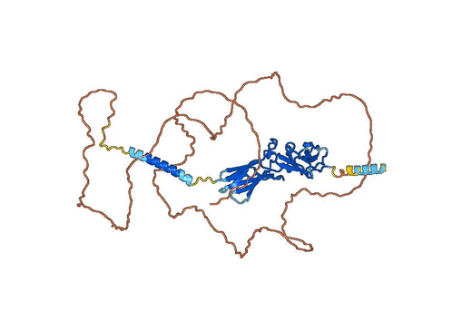 Anti-IL10RA Polyclonal antibody