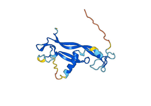 Anti-IL17C Polyclonal antibody