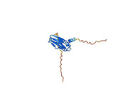 Anti-IL18BP Polyclonal antibody