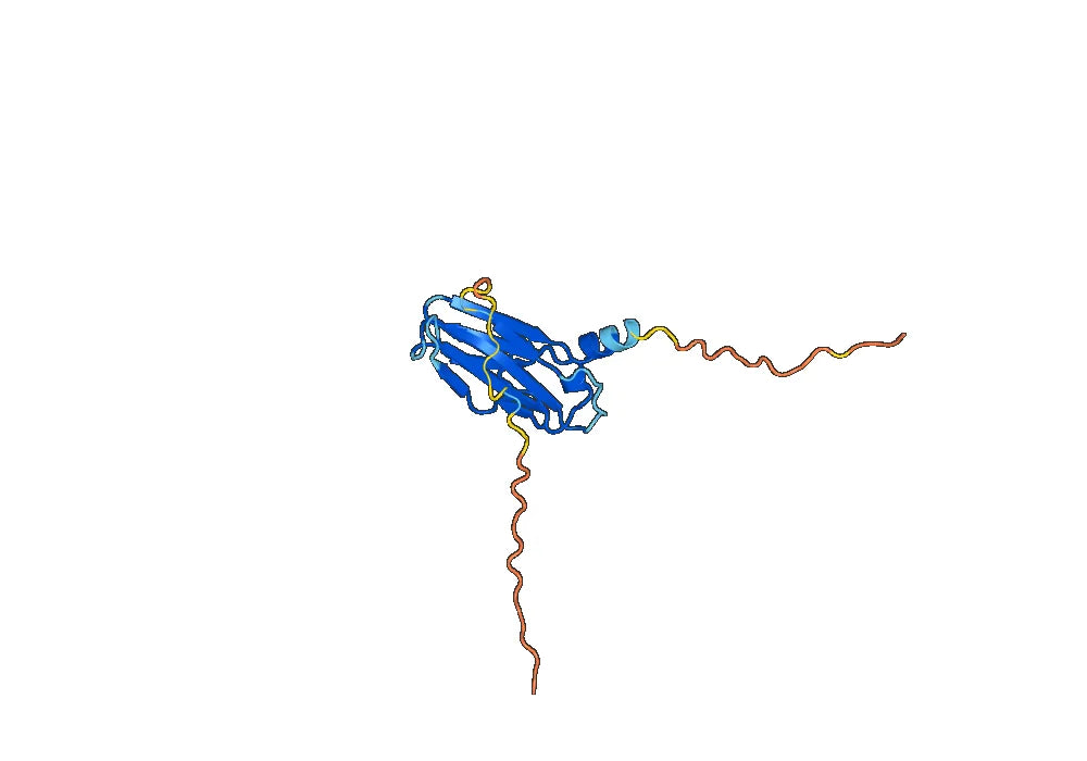 Anti-IL18BP Polyclonal antibody